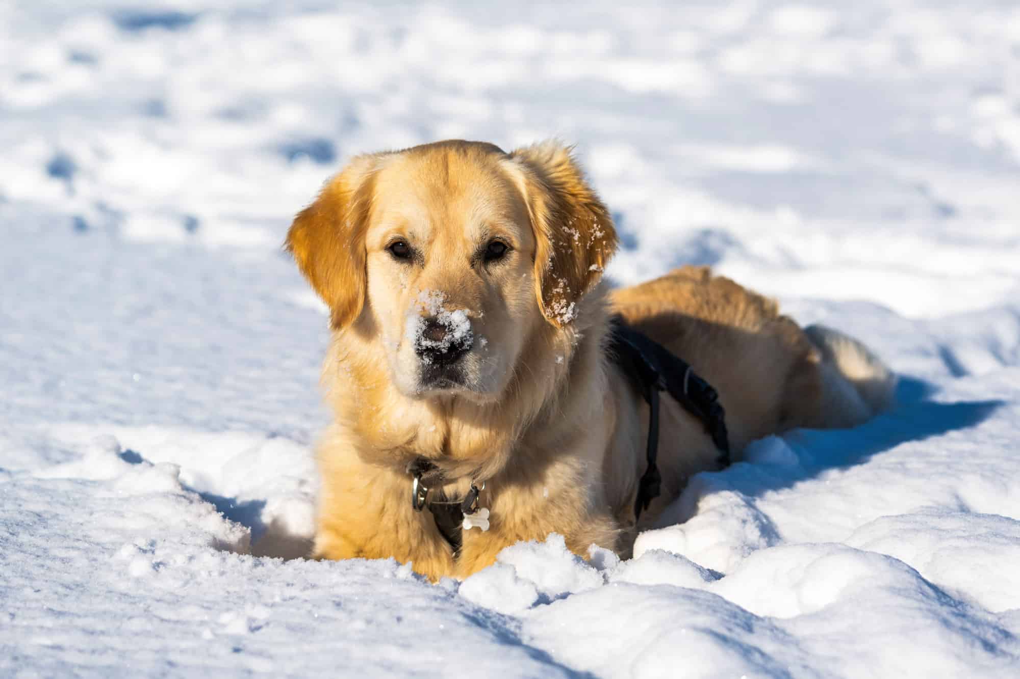 Animal, Animal Hair, Canine - Animal, Close-up, Cold Temperature