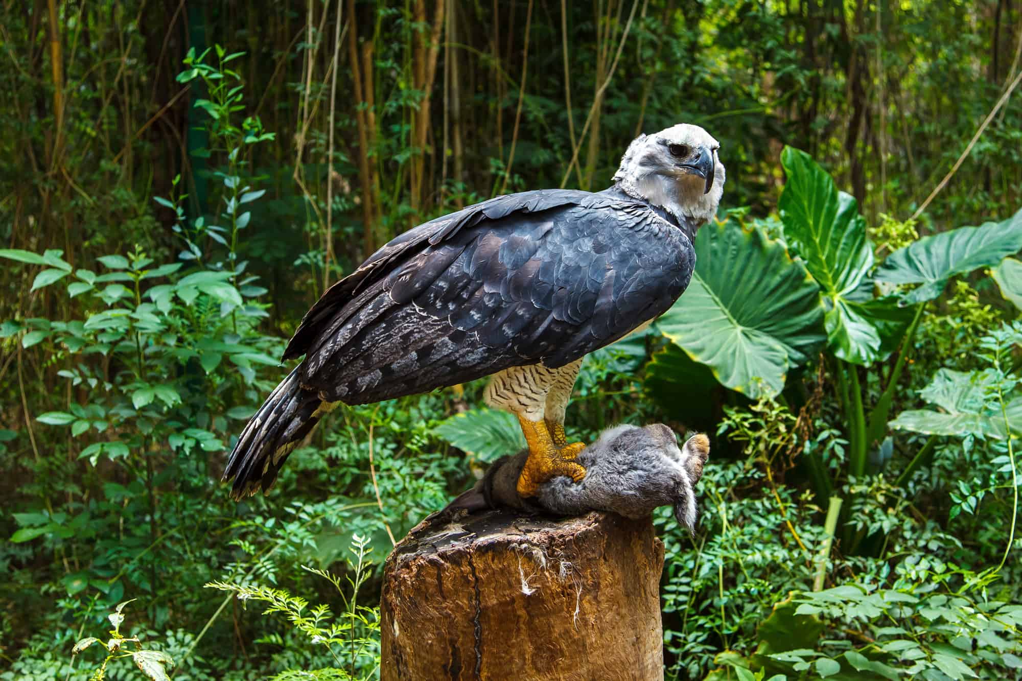 Largest Eagles in the World: Harpy Eagle