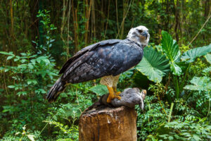 Are Harpy Eagle Talons Really Bigger Than A Bear’s Claws? Picture