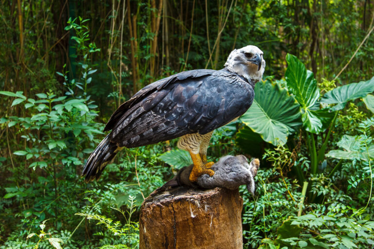 Harpy Eagle Pictures - AZ Animals