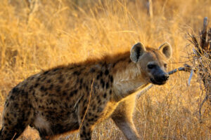Hear a Hyena Laugh: What It Sounds Like and Why They Do it Picture