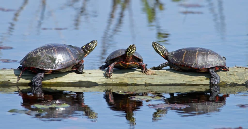 Group of Painted turtles on a rock
