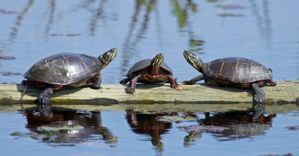 What Do Painted Turtles Eat? 20+ Foods They Thrive On - A-Z Animals