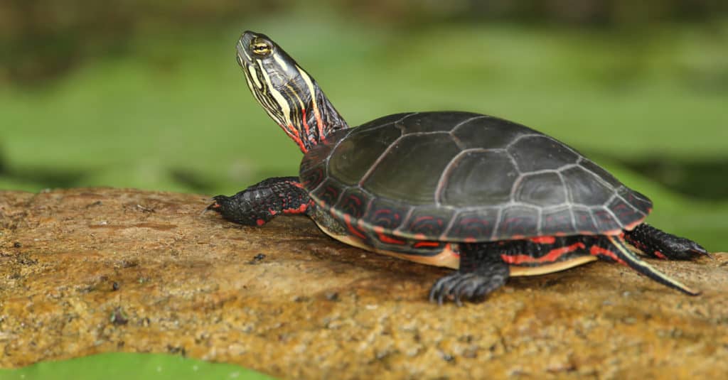 painted turtle 3