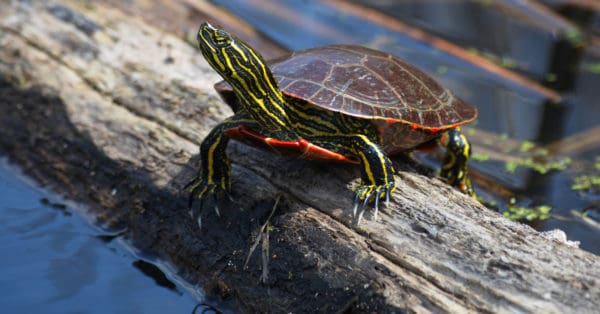 Painted Turtle Animal Facts | Chrysemys picta - A-Z Animals