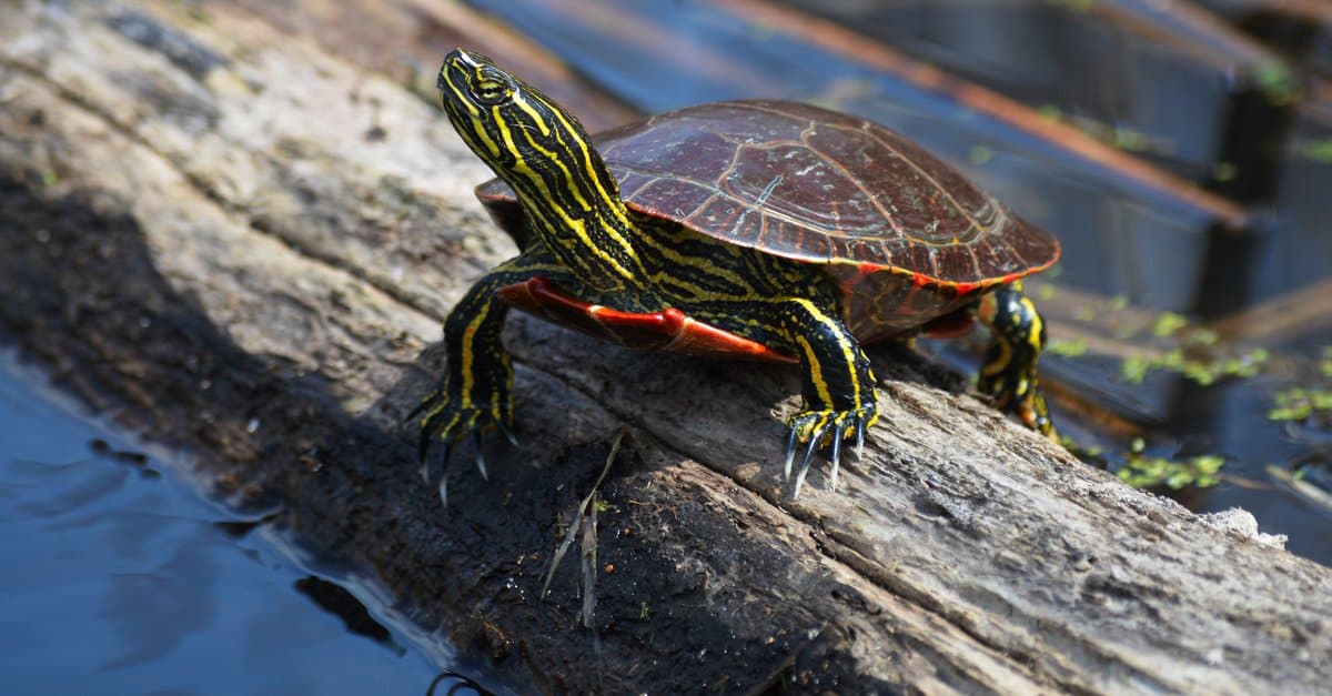 Painted Turtle sitting on a stump next to the water.