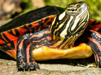 A Painted Turtle