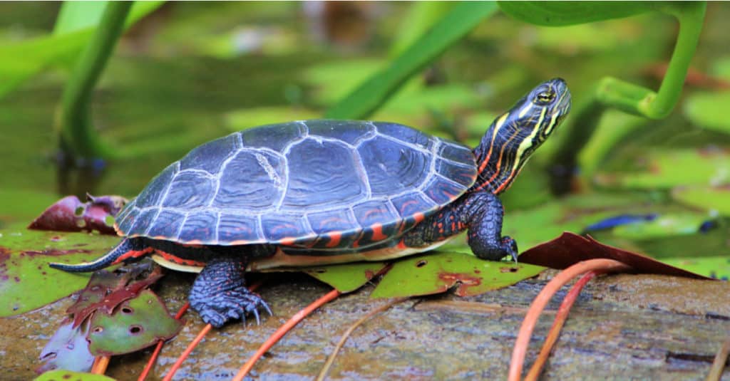 Painted Turtle sitting on a rock at the water's edge.