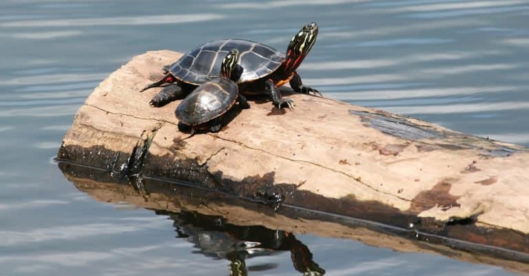 Painted Turtle with a baby on a stump in the water