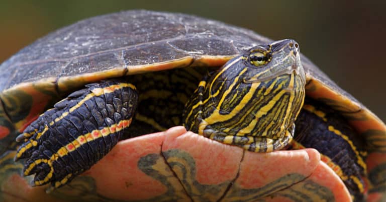 What Do Painted Turtles Eat? 20+ Foods They Thrive On - A-Z Animals