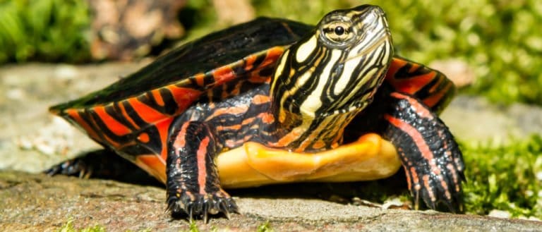 Painted Turtle close-up