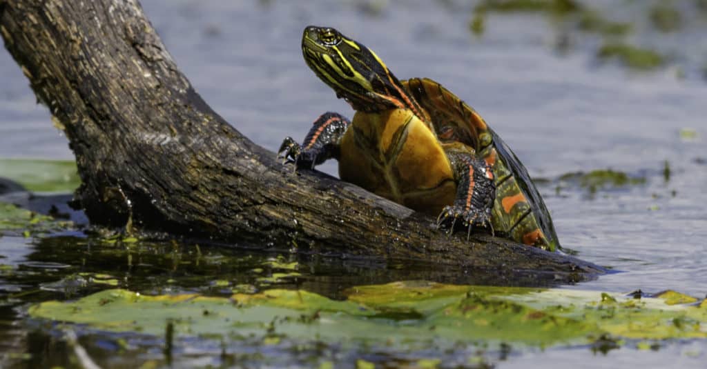 Painted Turtle climbing out of the water.