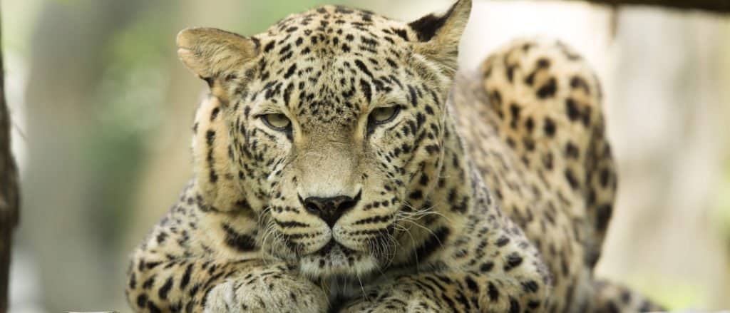 persian leopard