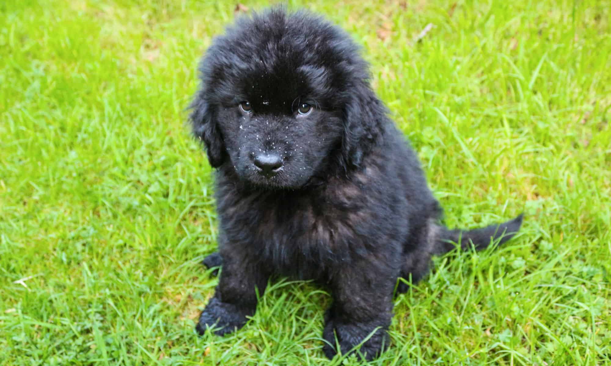 Newfie Breed Complete Guide - AZ Animals