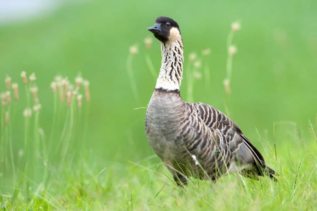 Nene (Hawaiian goose) Standing in the grass