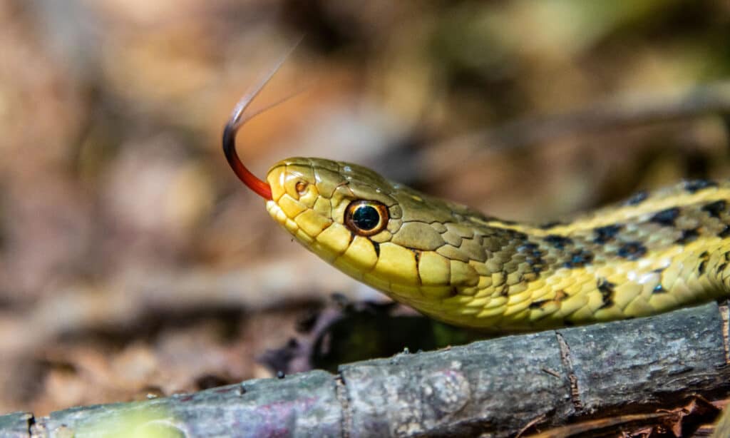 Thamnophis brachystoma, the shorthead garter snake or short-headed gartersnake