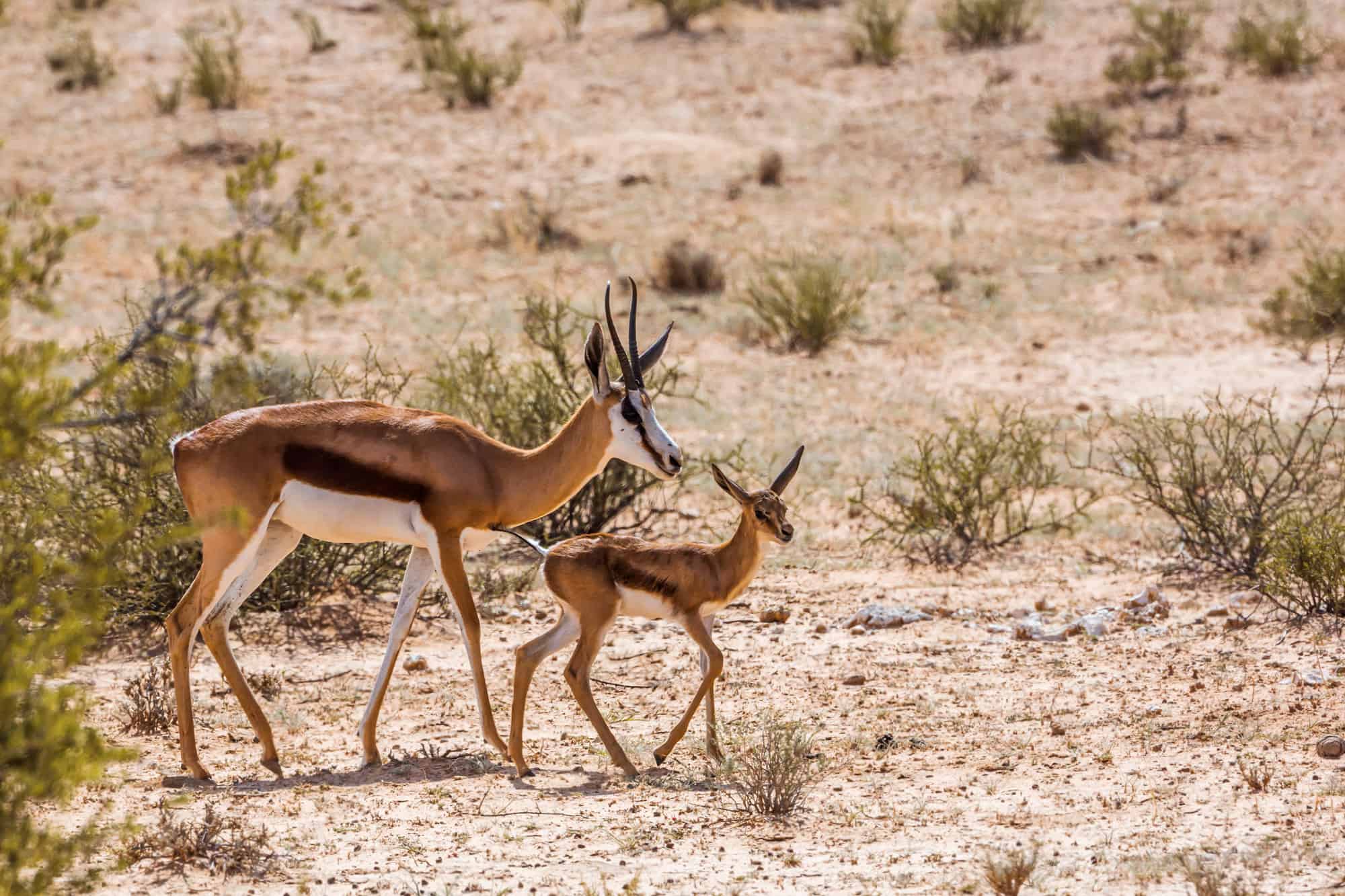 Springbok female with cub