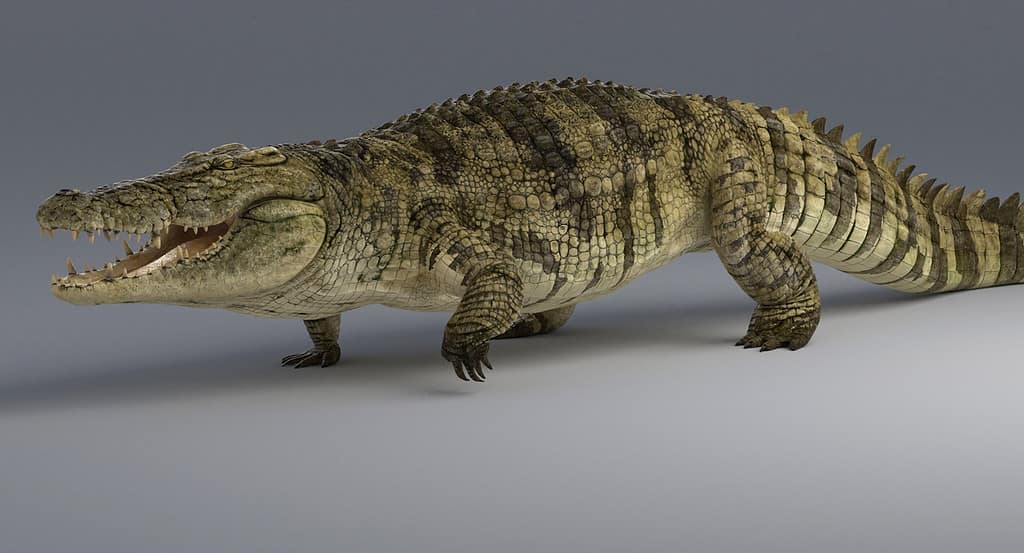 crocodile isolated on 3d model