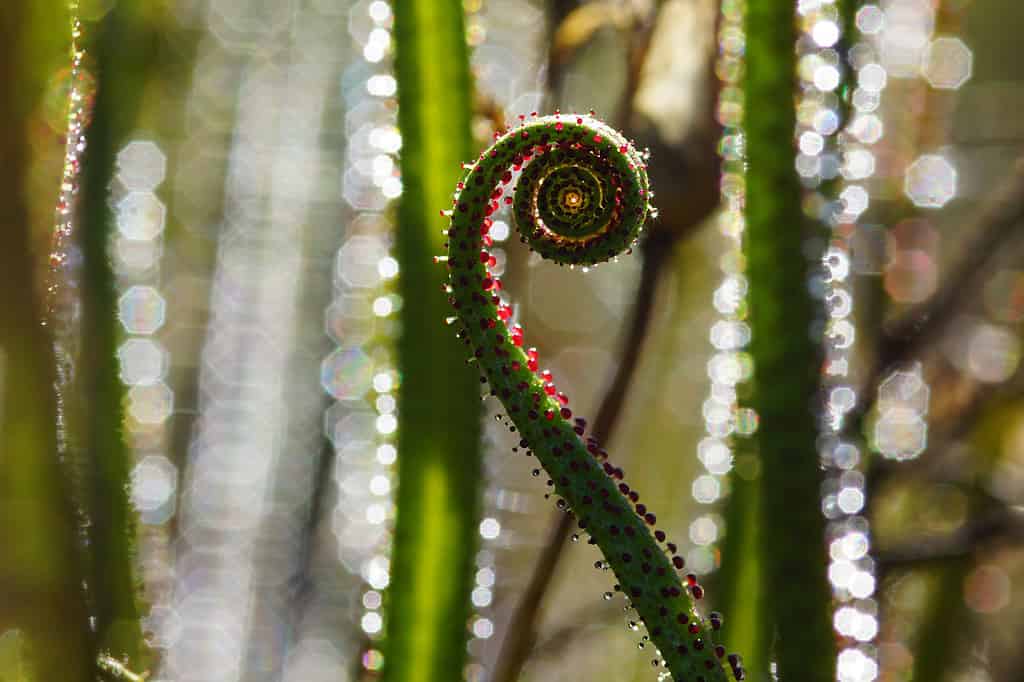 Carnivorous Plants: Dewy Pine