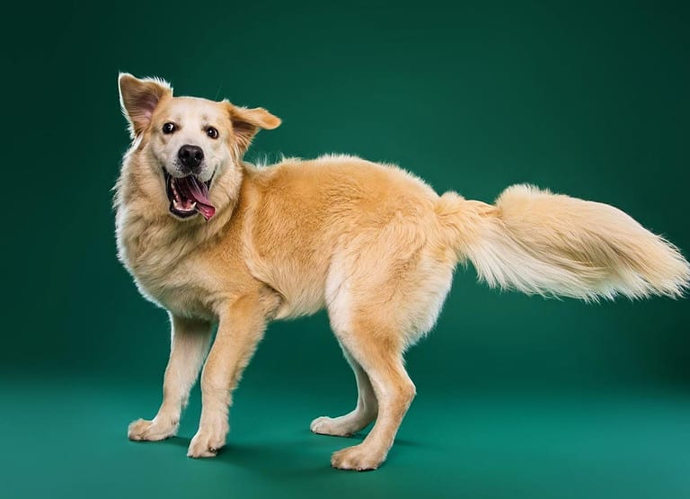 Beautiful great pyrenees golden retriever mix puppy dog isolated on green background. dog studio portrait.front view. standing and facing . indoors. looking at camera. Tongue out. Dog Face CloseUp.