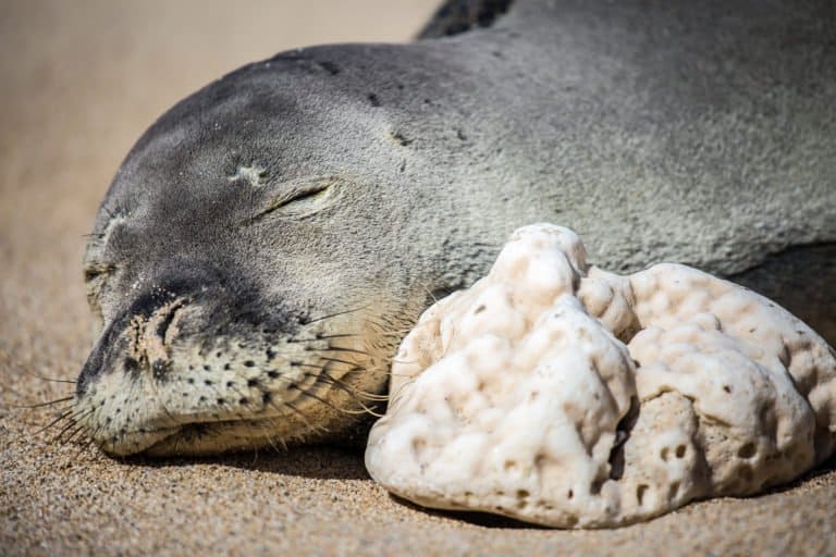 Hawaiian Monk Seal sleeping on the sand by coral