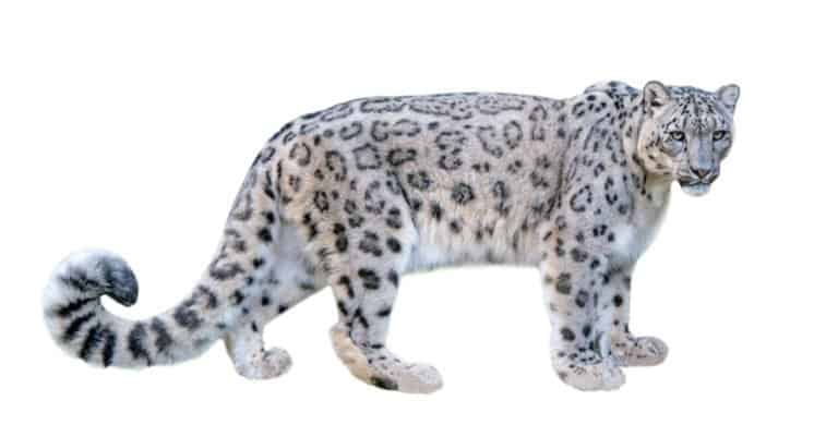 Snow Leopard isolated on white background.