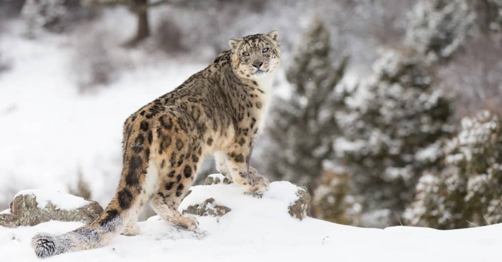 alpine tundra animal life