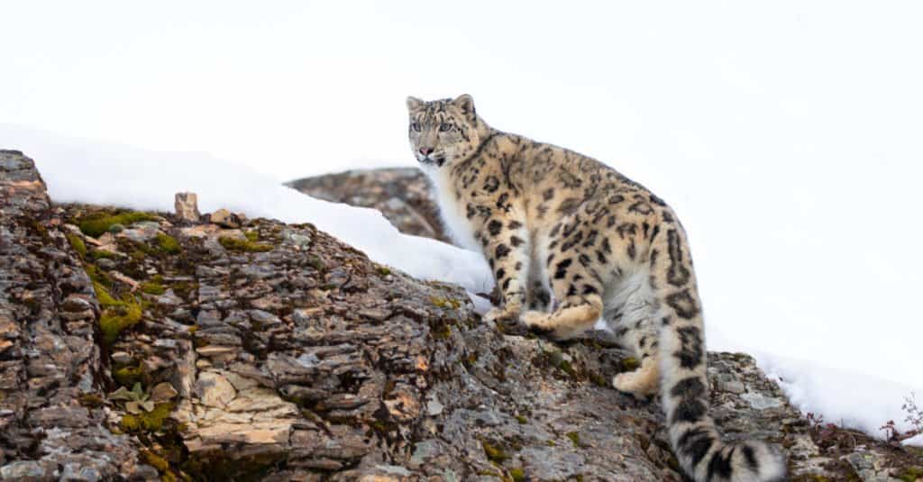 Alert Snow Leopard looking for prey.
