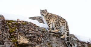 Death-Defying Snow Leopard Leaps off Hundred-Foot Cliff to Catch a Mountain Goat Picture