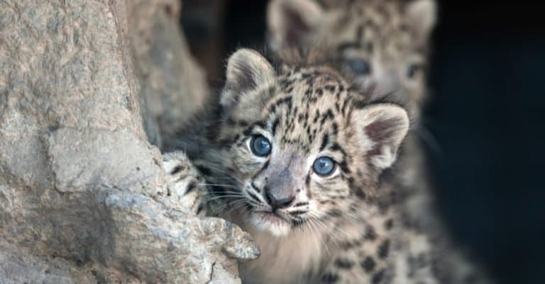 Snow Leopard cub looking out of the den.