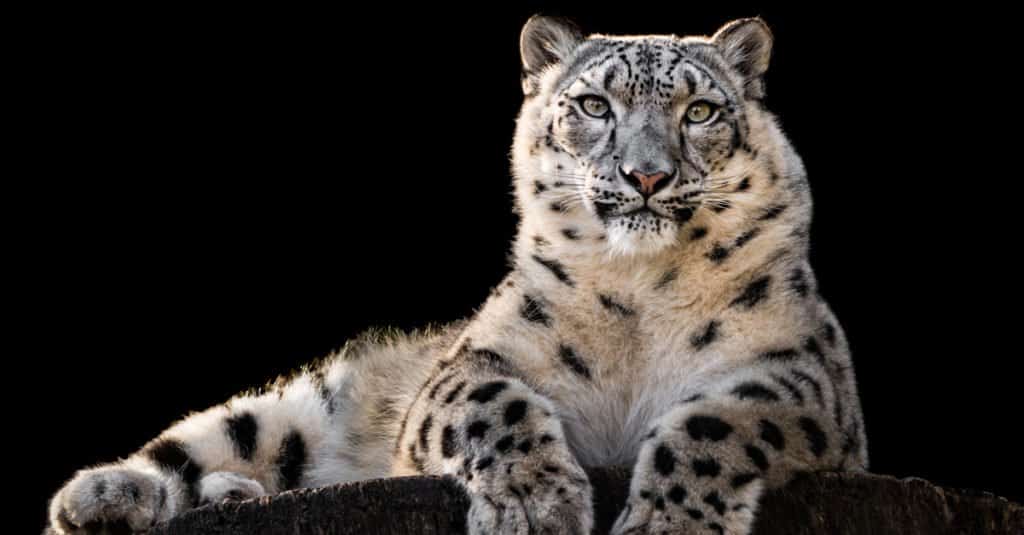 Majestic Snow Leopard lying on a rock