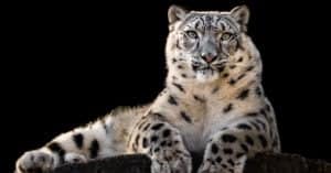 Are Snow Leopards Endangered and How Many Are Left in the World? Picture