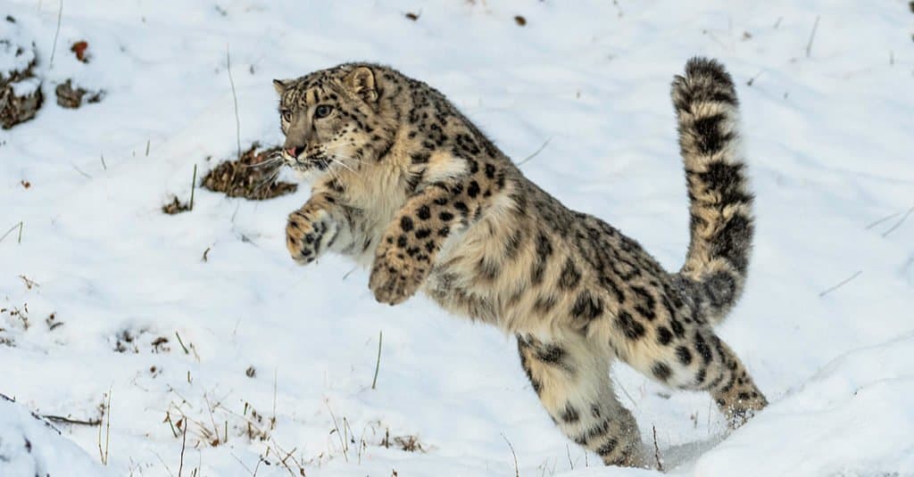 Snow Leopard hunting for prey.