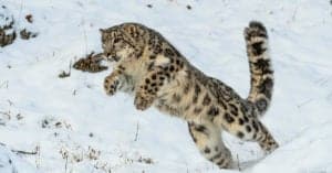 Discover How Far and How High Snow Leopards Can Jump Picture
