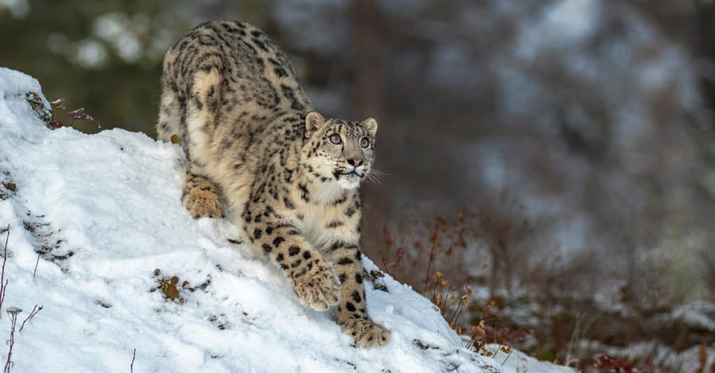 Snow Leopard, Species