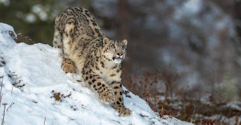 Alert Snow Leopard looking for prey.