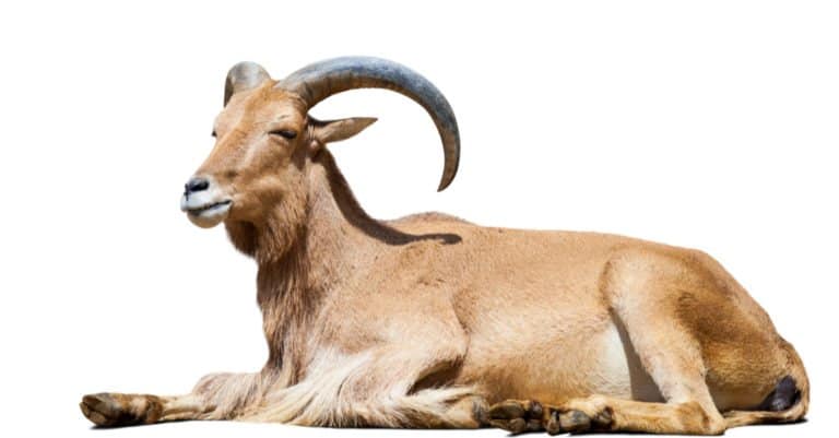 Spanish Goat isolated on white background.