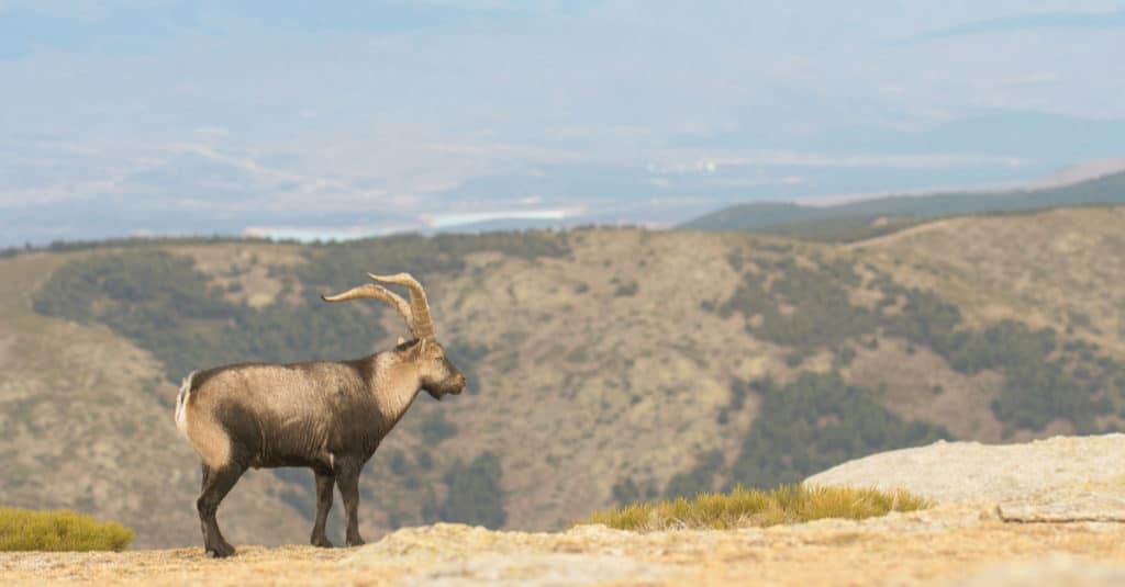 Spanish Goat in the mountains