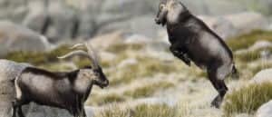Two Spanish goats fighting