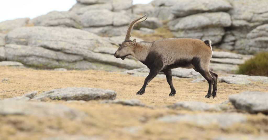 Spanish Goat walking in the mountains.