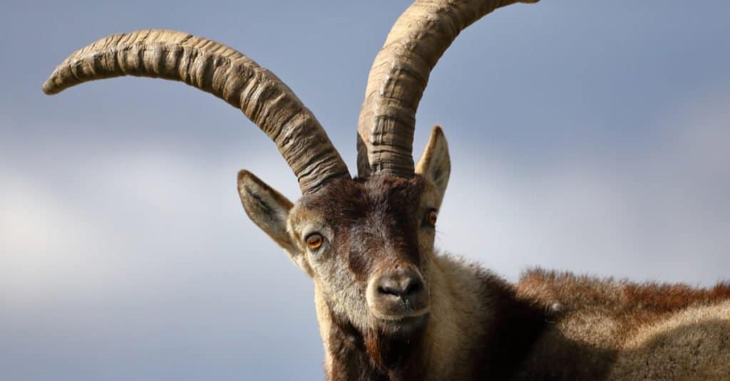 Spanish Goat close-up