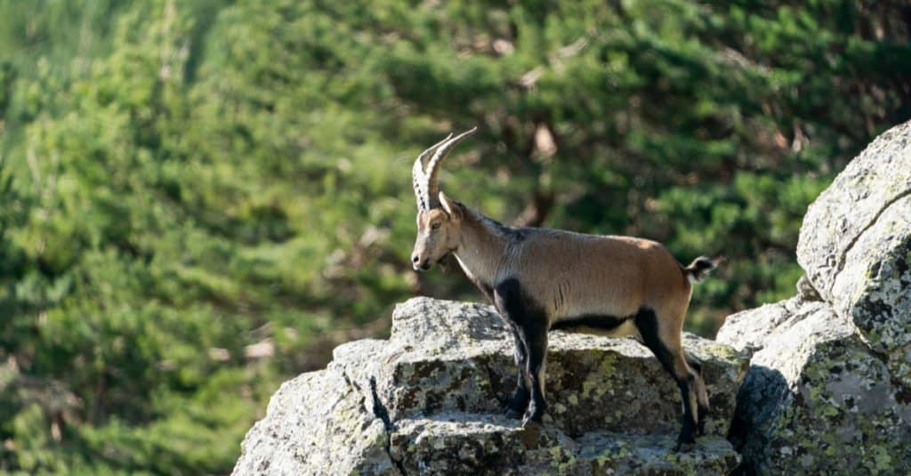Spanish Goat standing on a cliff.