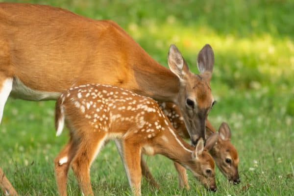 A white-tailed deer doe and its two fawns in an open meadow in summer.