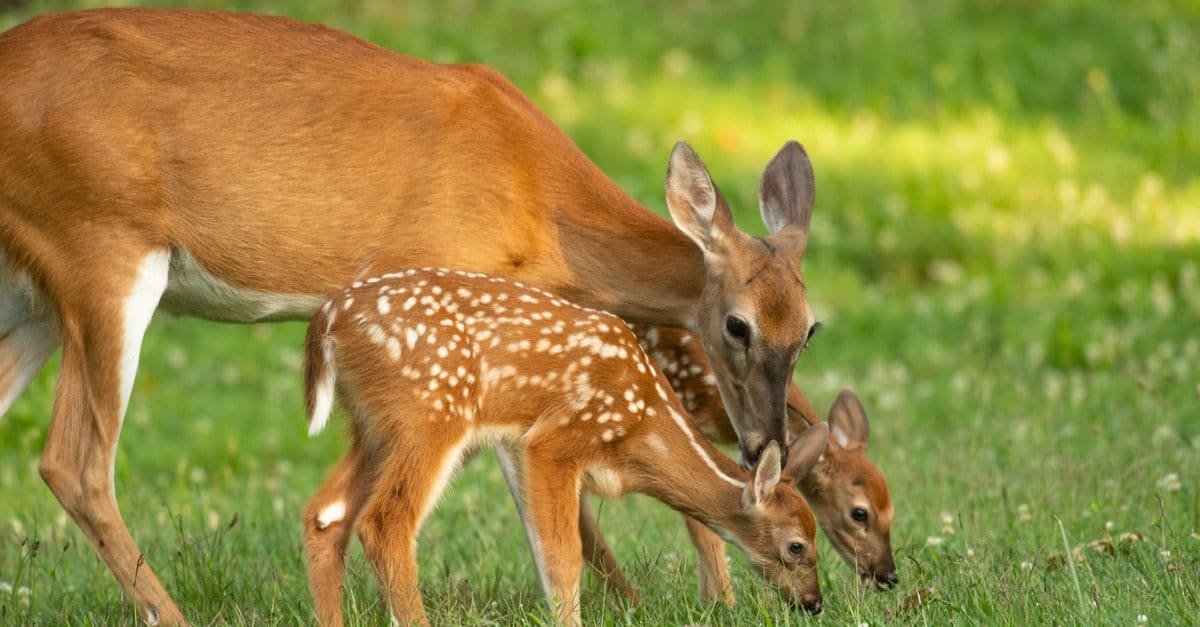 A white-tailed deer doe and its two fawns in an open meadow in summer.