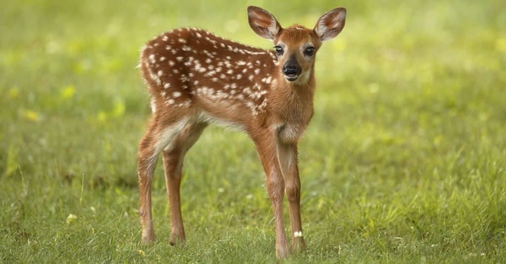 Baby Deer: 6 Fawn Pictures & 6 Facts - AZ Animals