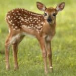 A white-tailed deer fawn standing in a meadow