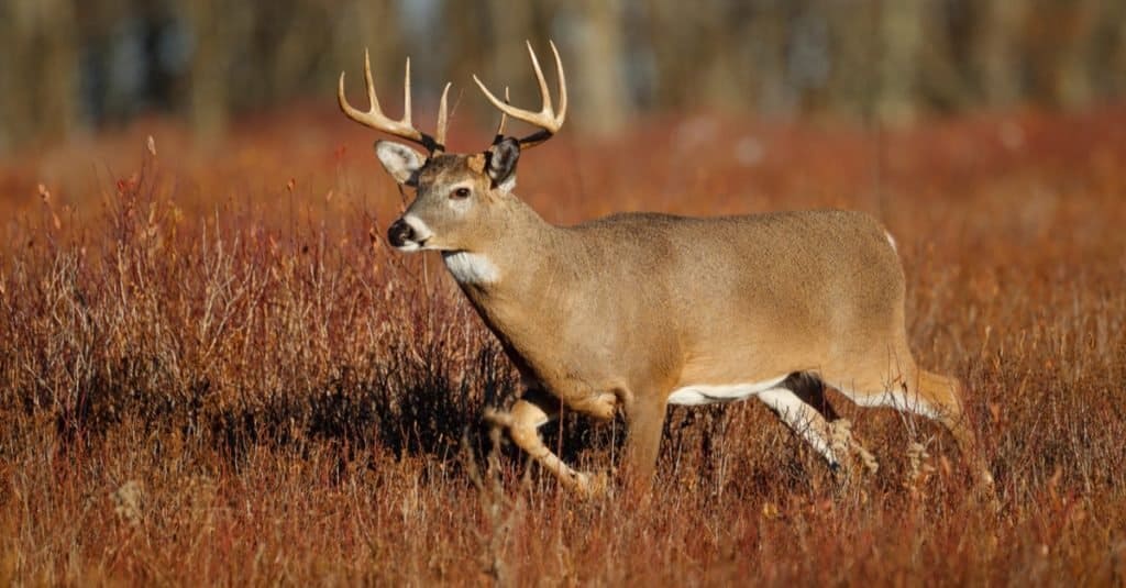 A whitetail deer standing in a meadow