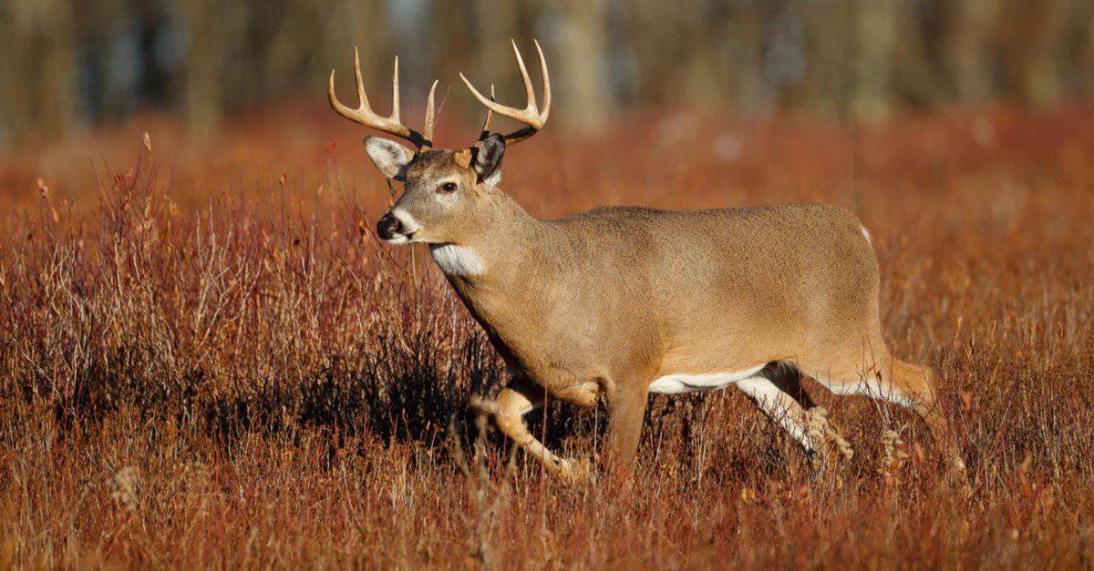 A white-tailed deer standing in a meadow