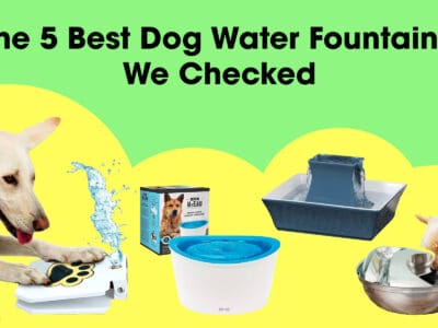 A 5 лучших фонтанов для собак, которые мы проверили