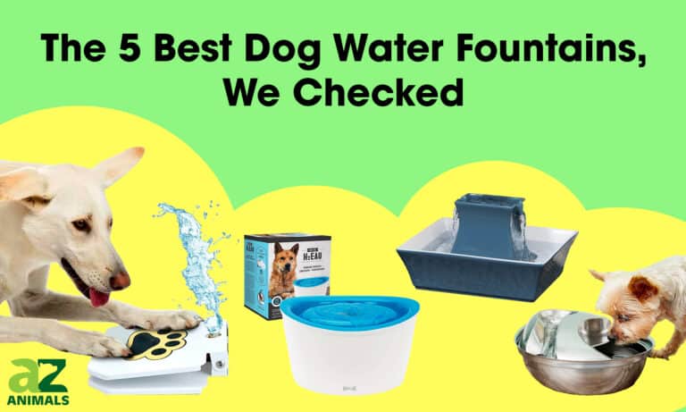 5 Different Dog Water Fountains